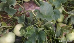 甜瓜爆料完整视频,揭秘事件背后真相